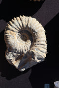 ammonite