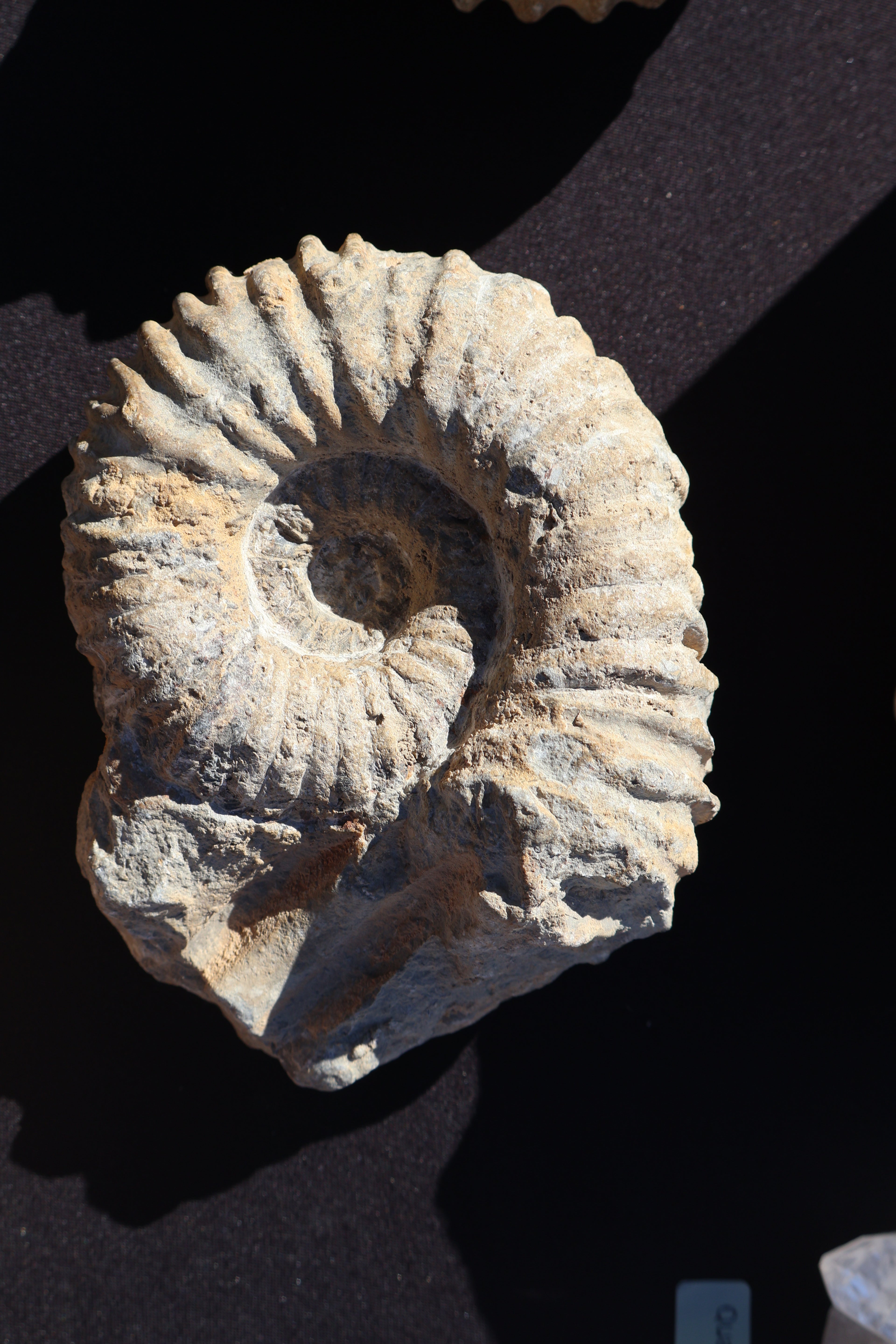 ammonite